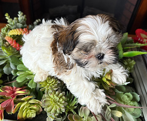 MALTESE/ SHIH TZU