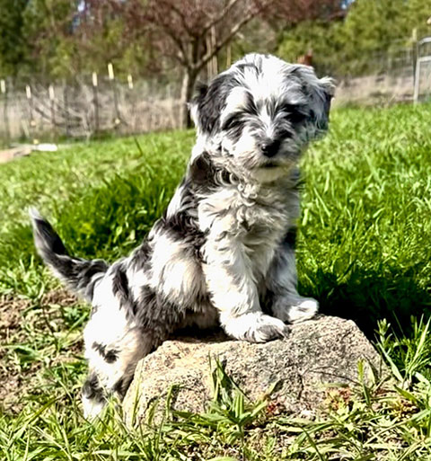MINIATURE LABRADOODLES