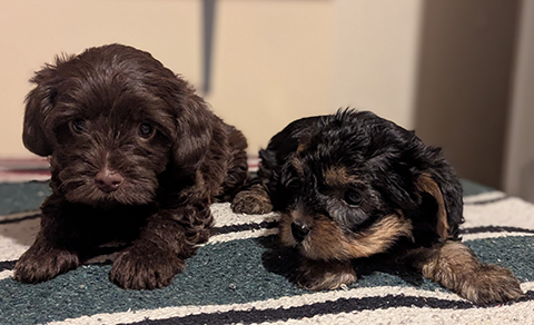 BEAUTIFUL YORKIE POO MALES