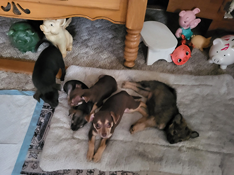 CHIHUAHUA PUPPIES