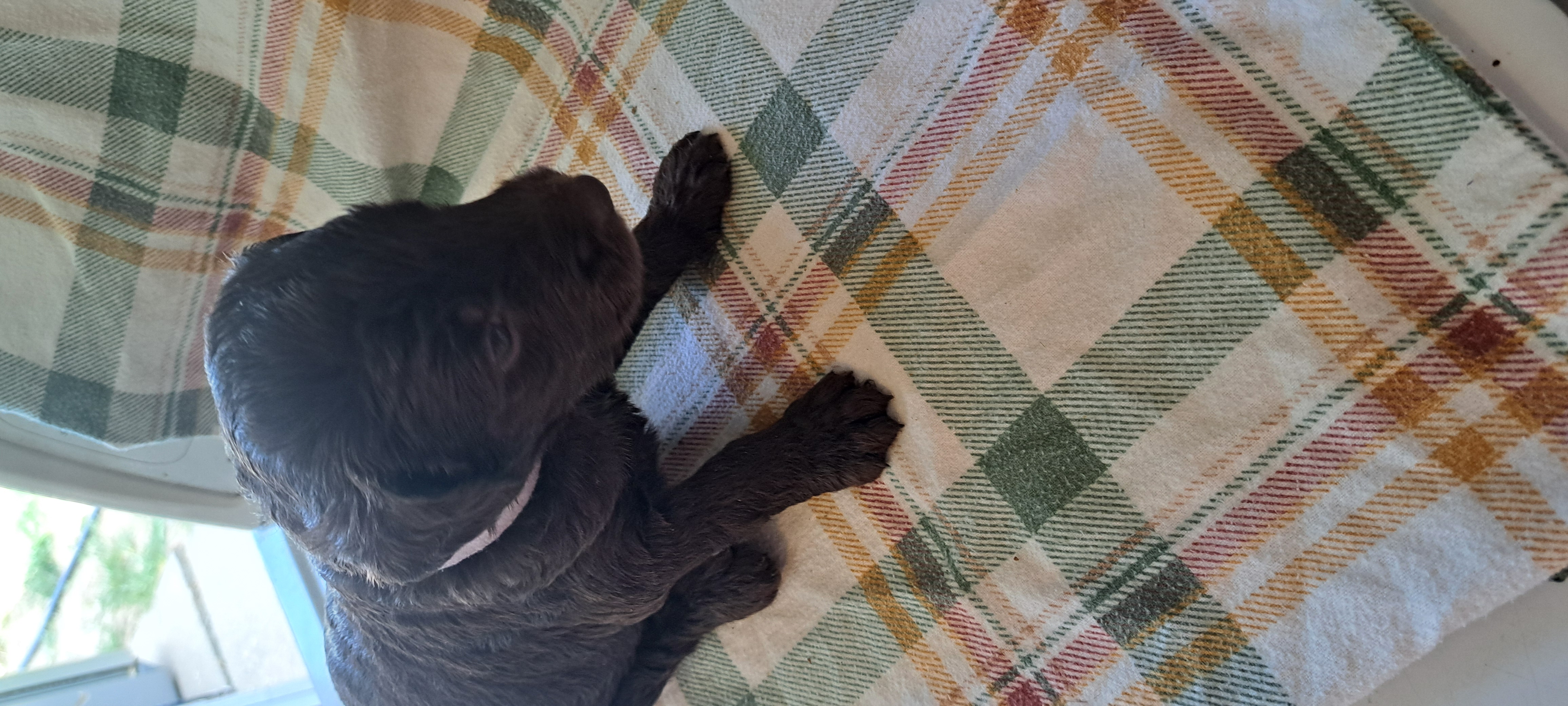 LABRADOODLES BORN JUNE 1