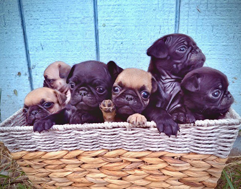 ADORABLE PUG PUPPIES ADORABLE PUG PUPPIES