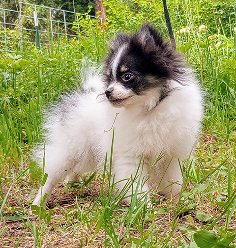 BEAUTIFUL CKC REGISTERED POMERANIAN PUPPIES!