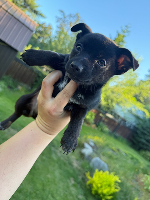 PINNERANIAN PUPPY PINNERANIAN PUPPY
