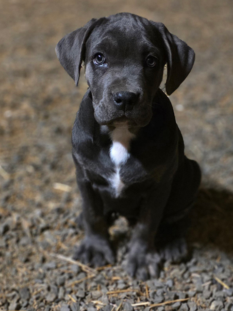 CANE CORSO AMERICAN STAFFORDSHIRE PUPPIES