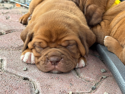 PUREBRED DOGUE DE BORDEAUX 