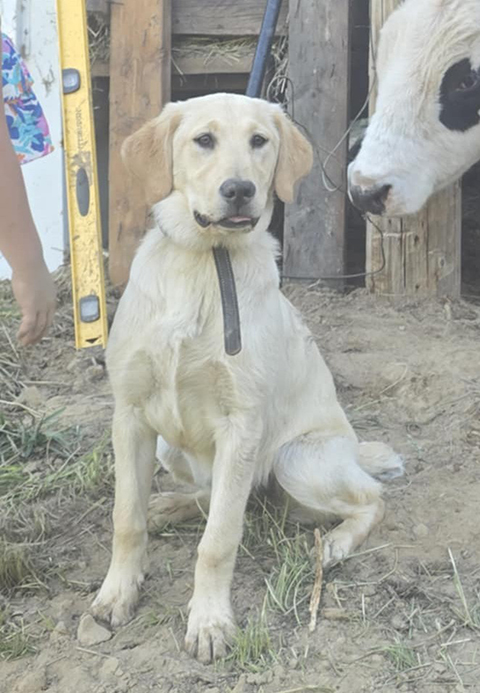 LUCY IS A 7 MONTH OLD GOLDEN RETRIEVER LAB PUPPY LUCY IS A 7 MONTH OLD GOLDEN RETRIEVER LAB PUPPY