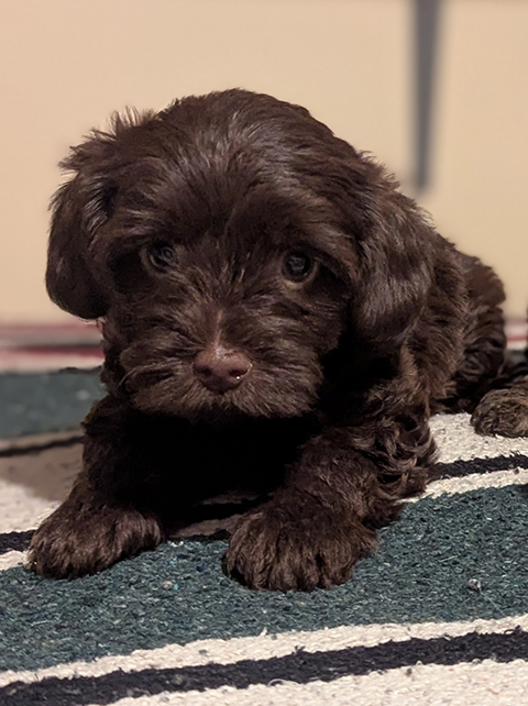 BEAUTIFUL YORKIE POO CHOCOLATE MALE