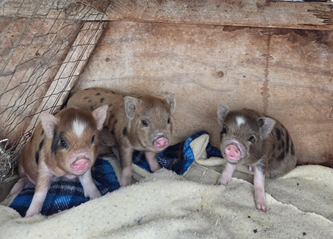 CUTE SMALL POT BELLY PIGS