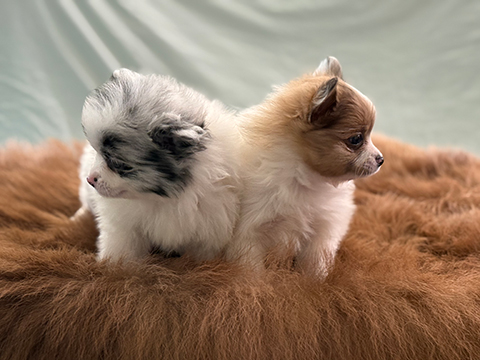 WE NEED FOREVER HOMES!
