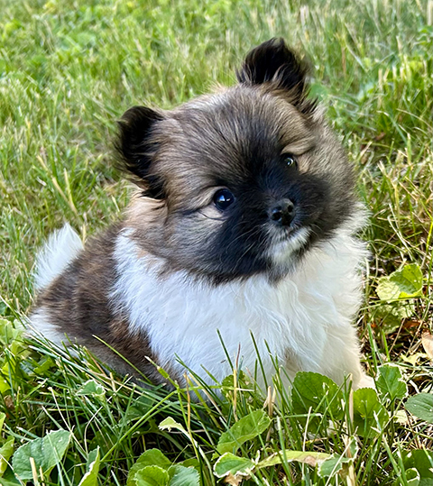 POMERANIAN PUPPIES