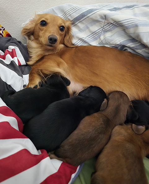 LONGHAIR MINIATURE DACHSHUND PUPPIES!