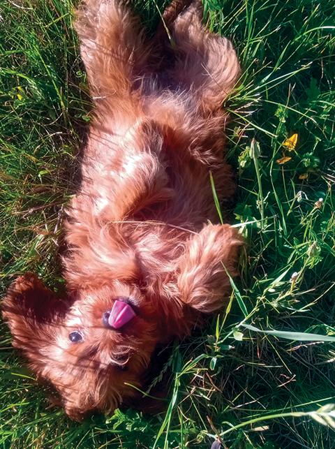 CAVAPOOS!