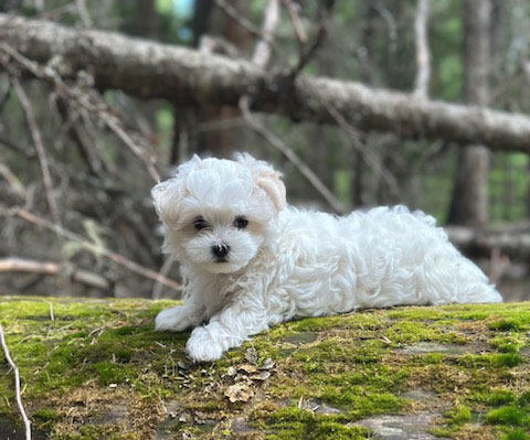 PURE WHITE MALTESE PUPPIES