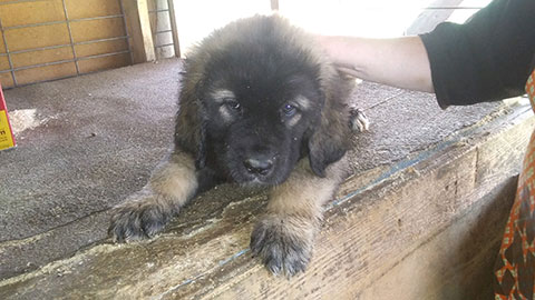 KARAKACHAN/ BULGARIAN GUARDIAN DOGS
