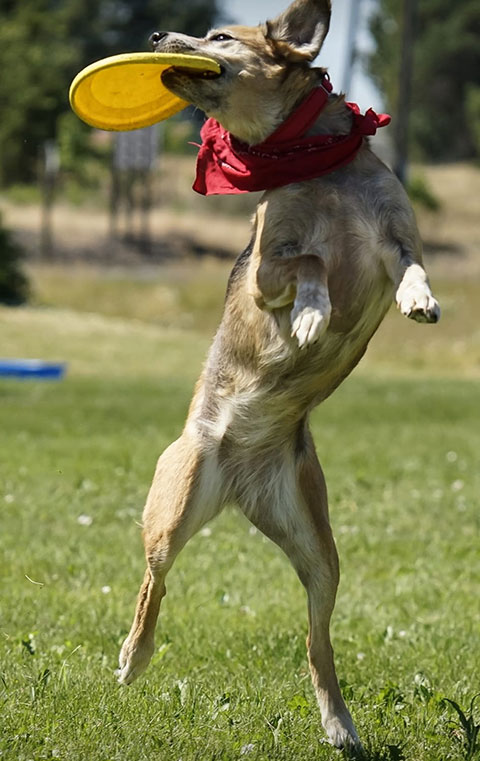 ATTENTION ALL DOGS WHO LOVE FRISBEES! ATTENTION ALL DOGS WHO LOVE FRISBEES!