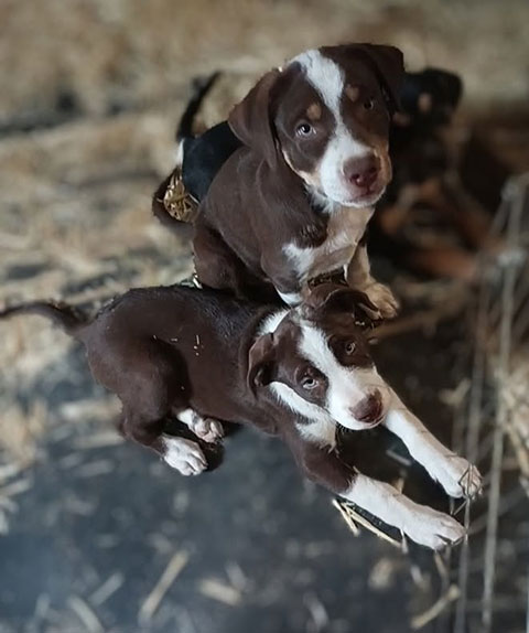BORDER COLLIE/ CATAHOULA MALES