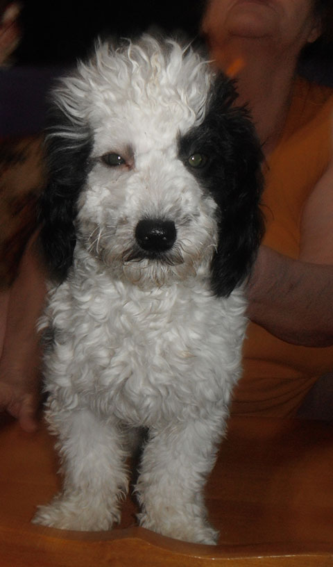 1 TERRI POO PUPPY LEFT