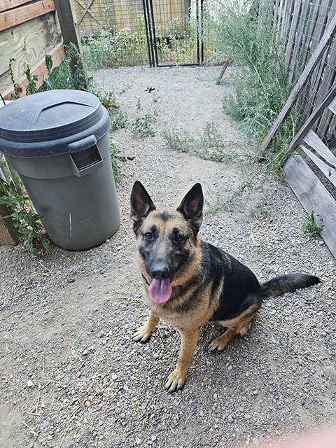 GERMAN SHEPHERD