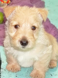 AKC REG. SCOTTISH TERRIER PUPPIES