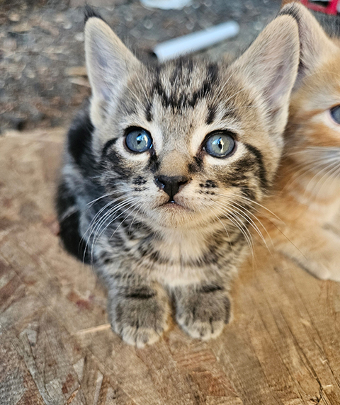 8 WEEK OLD KITTENS