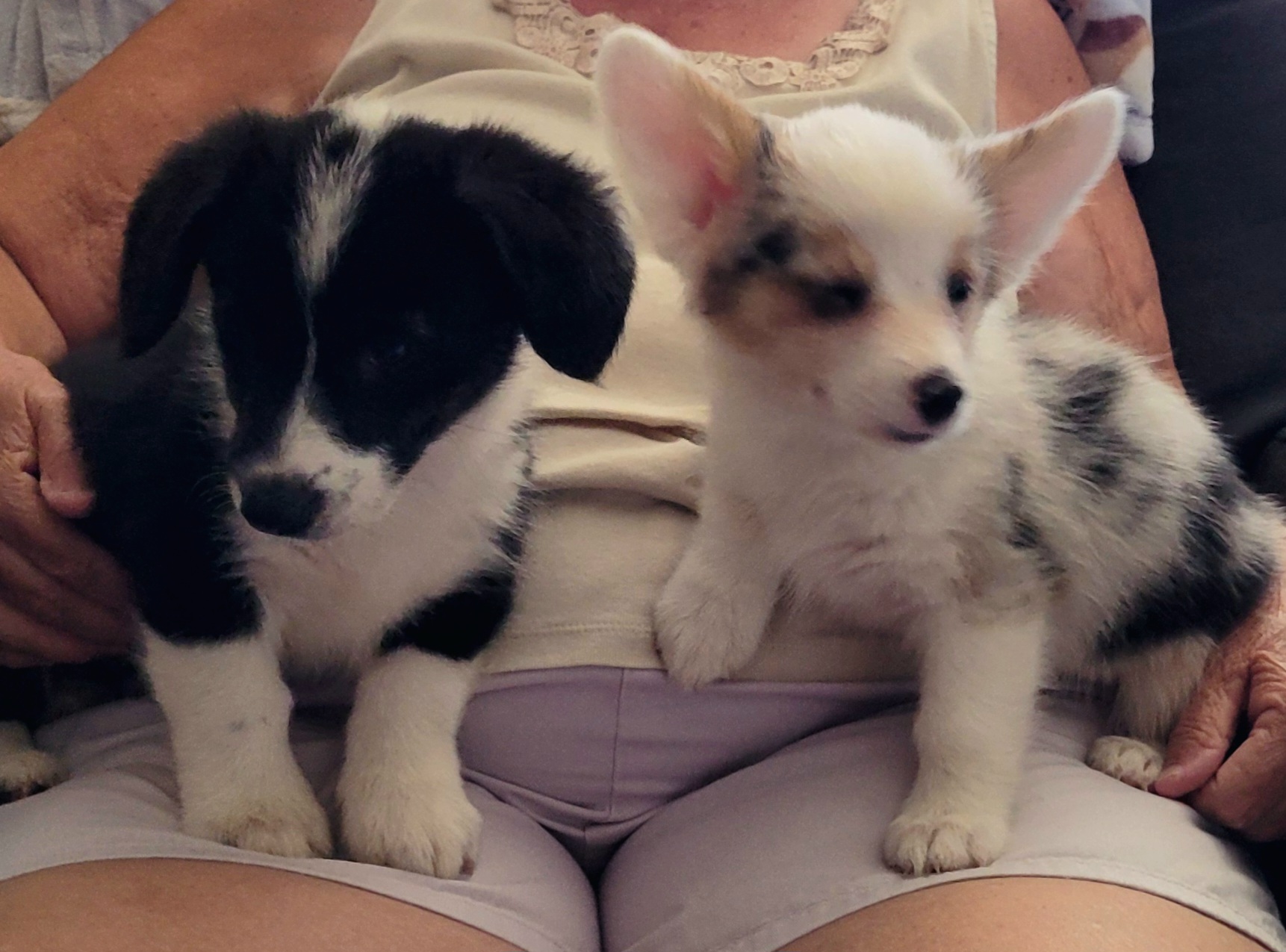 ADORABLE CORGI PUPPIES