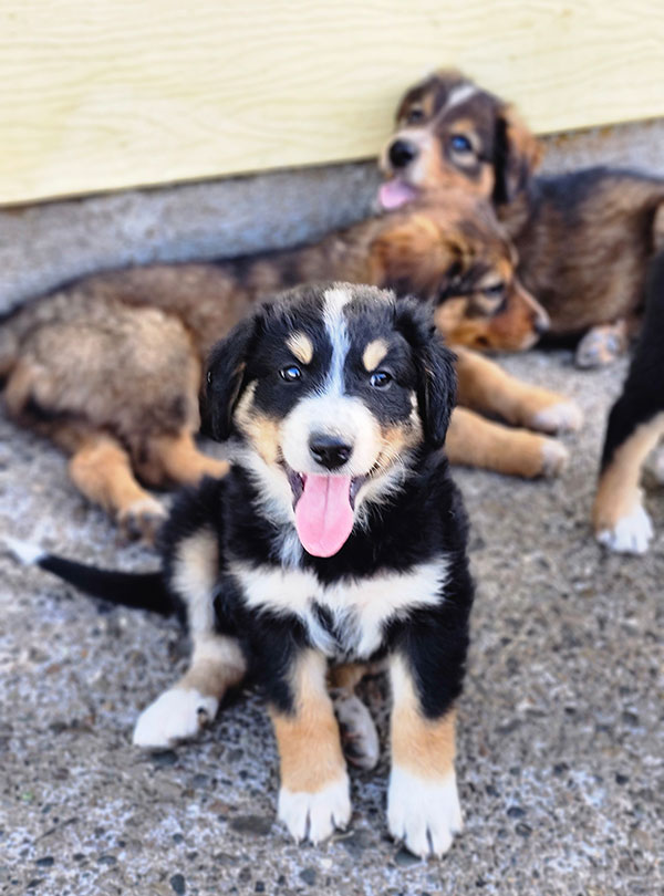 BERNESE MOUNTAIN MIX PUPPIES! BERNESE MOUNTAIN MIX PUPPIES!