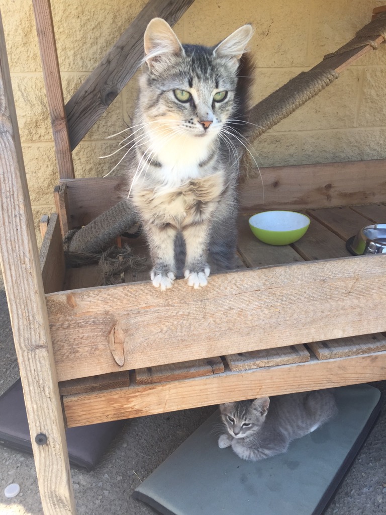 BARN KITTENS & CATS