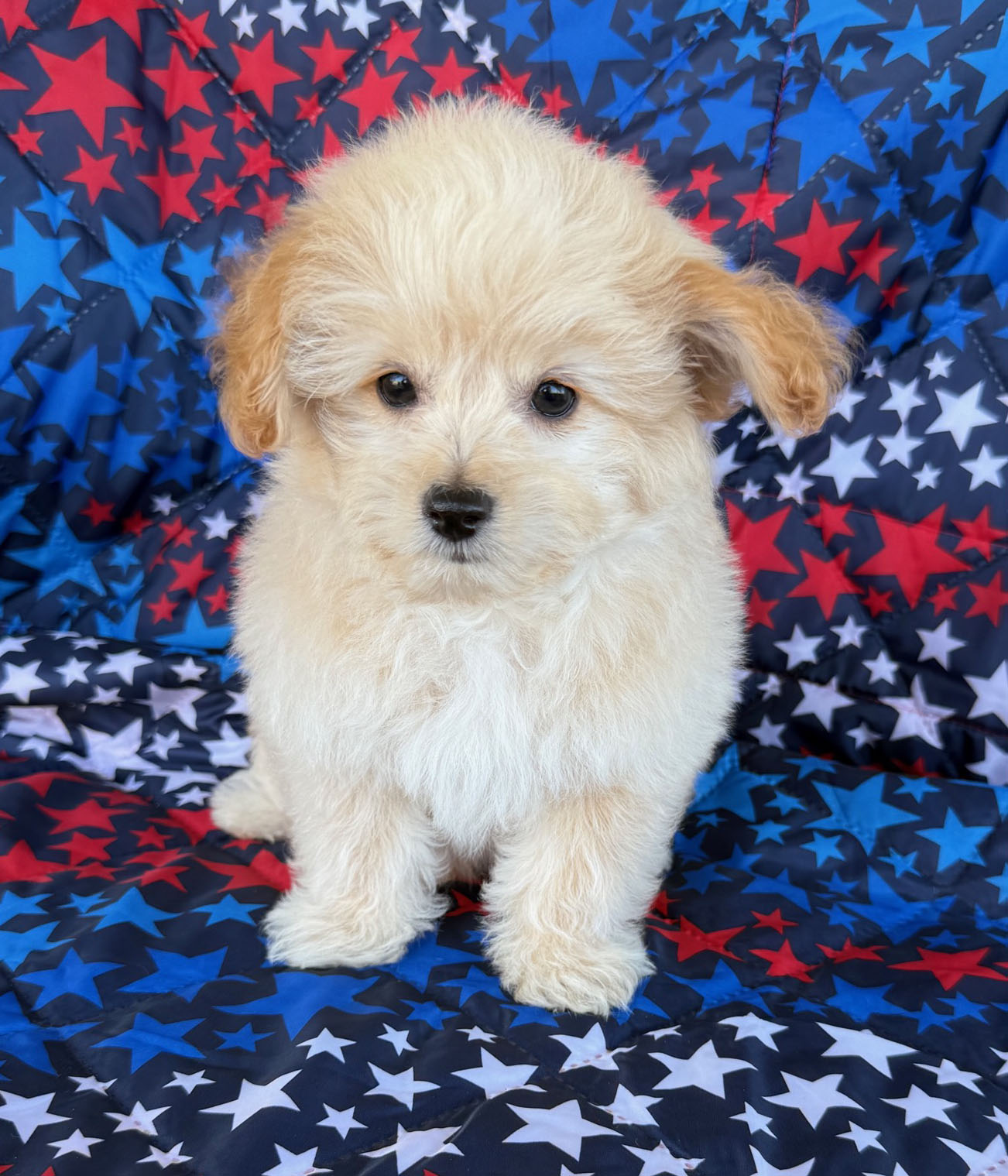GORGEOUS POMAPOO PUPPIES