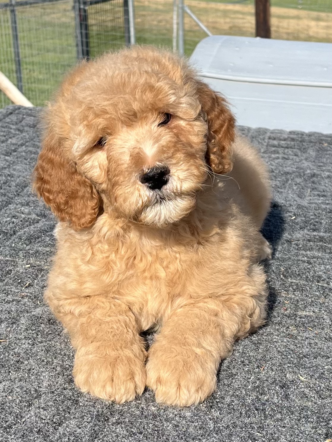 DOODLE PUPPIES