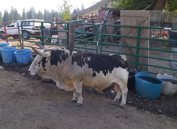 MINIATURE RODEO BULLS