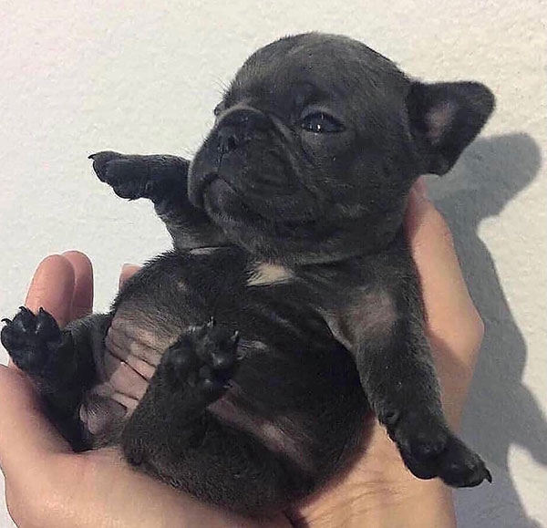REAL LOVING LOCAL SPOKANE FRENCH BULLDOG PUPPIES