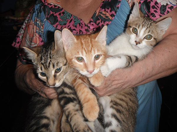 6 ADORABLE PLAYFUL KITTENS