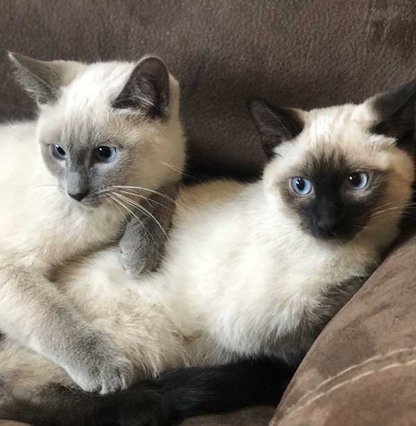 FEMALE SIAMESE RAGDOLL KITTENS FEMALE SIAMESE RAGDOLL KITTENS