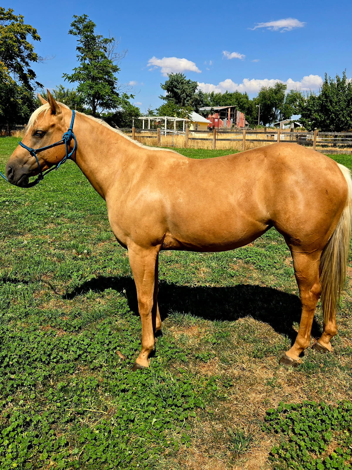 AQHA REG. 2021 PALOMINO MARE 