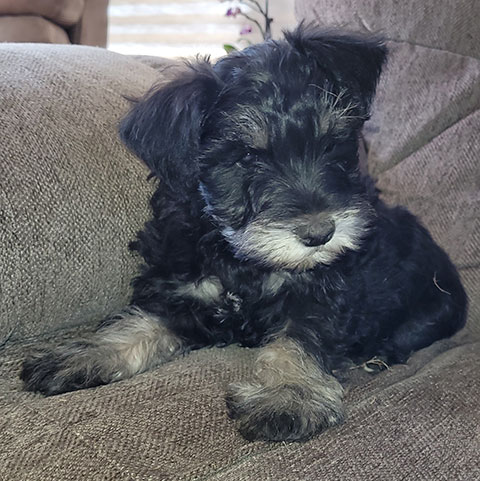 HYPOALLERGENIC PUREBRED MINIATURE SCHNAUZER PUPPIES