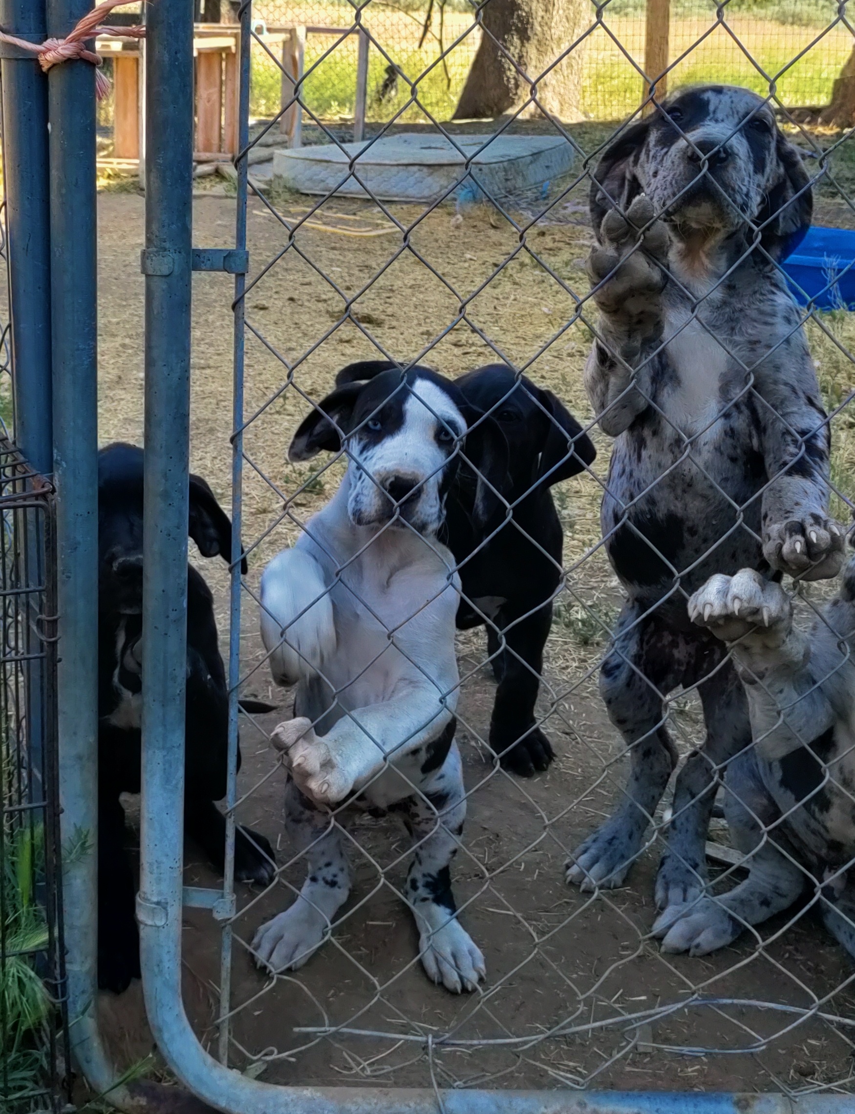 PUREBRED GREAT DANES
