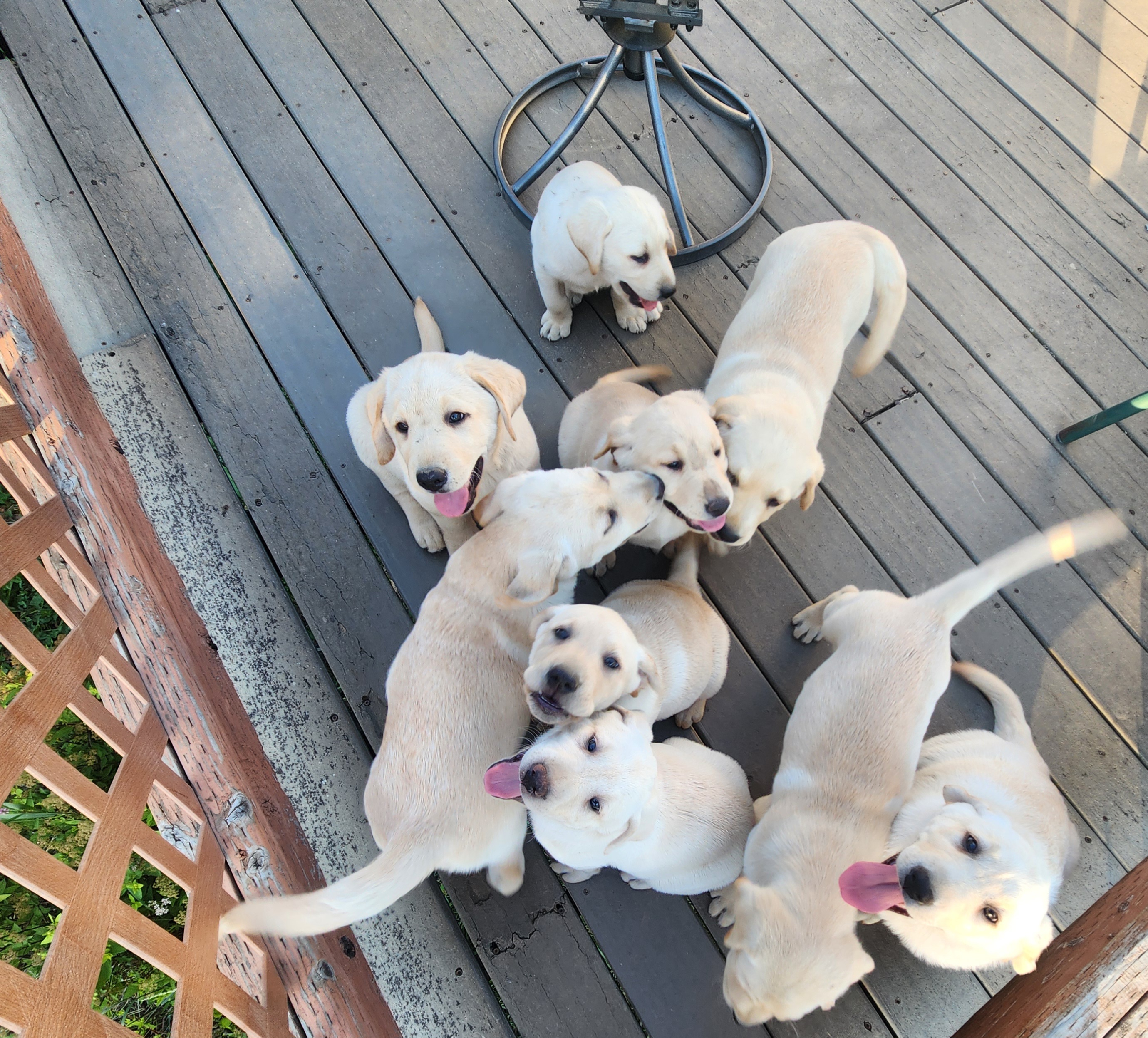 YELLOW LABRADOR RETRIEVER PUPPIES