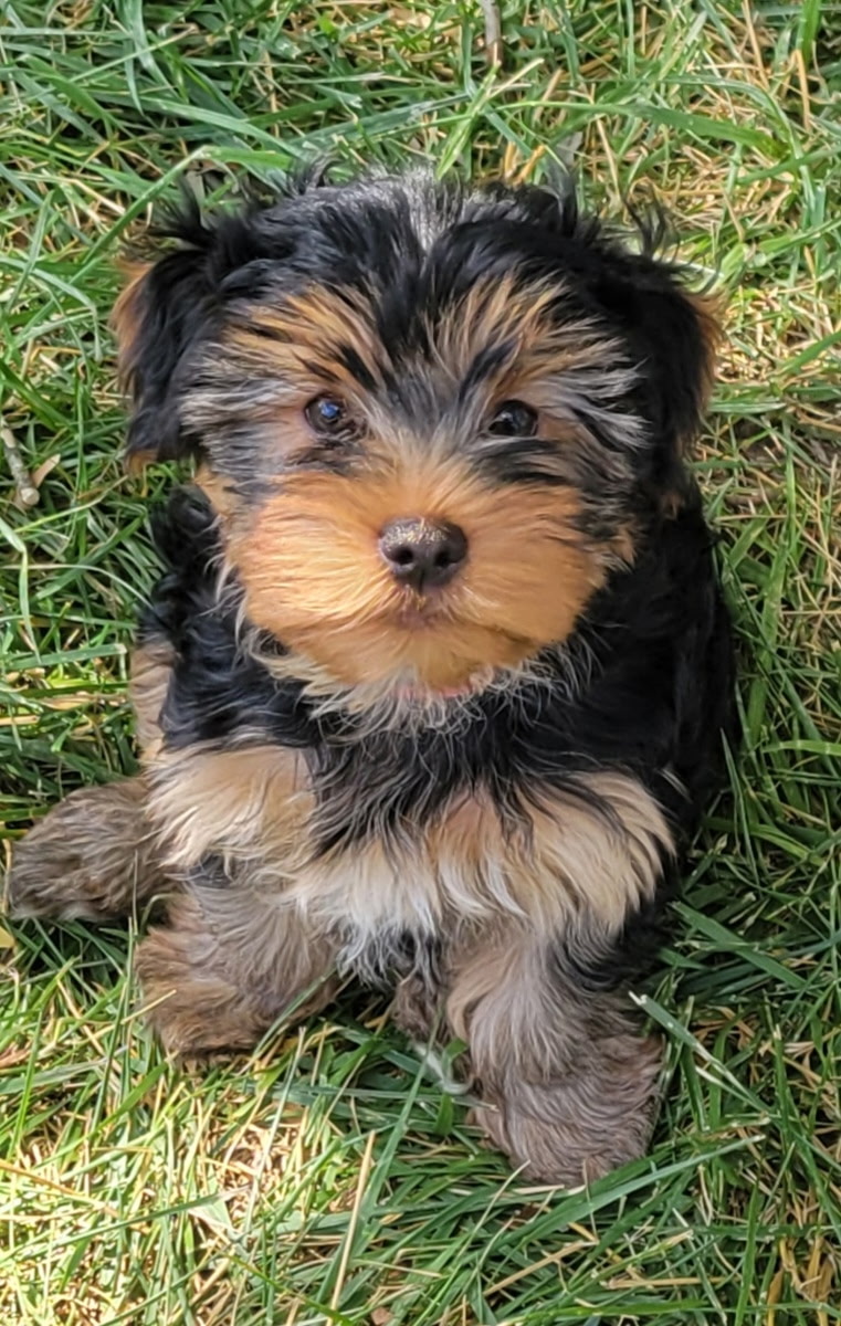 ADORABLE PUREBRED YORKIES