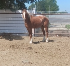 BLAZE WAS SAVED FROM SLAUGHTER