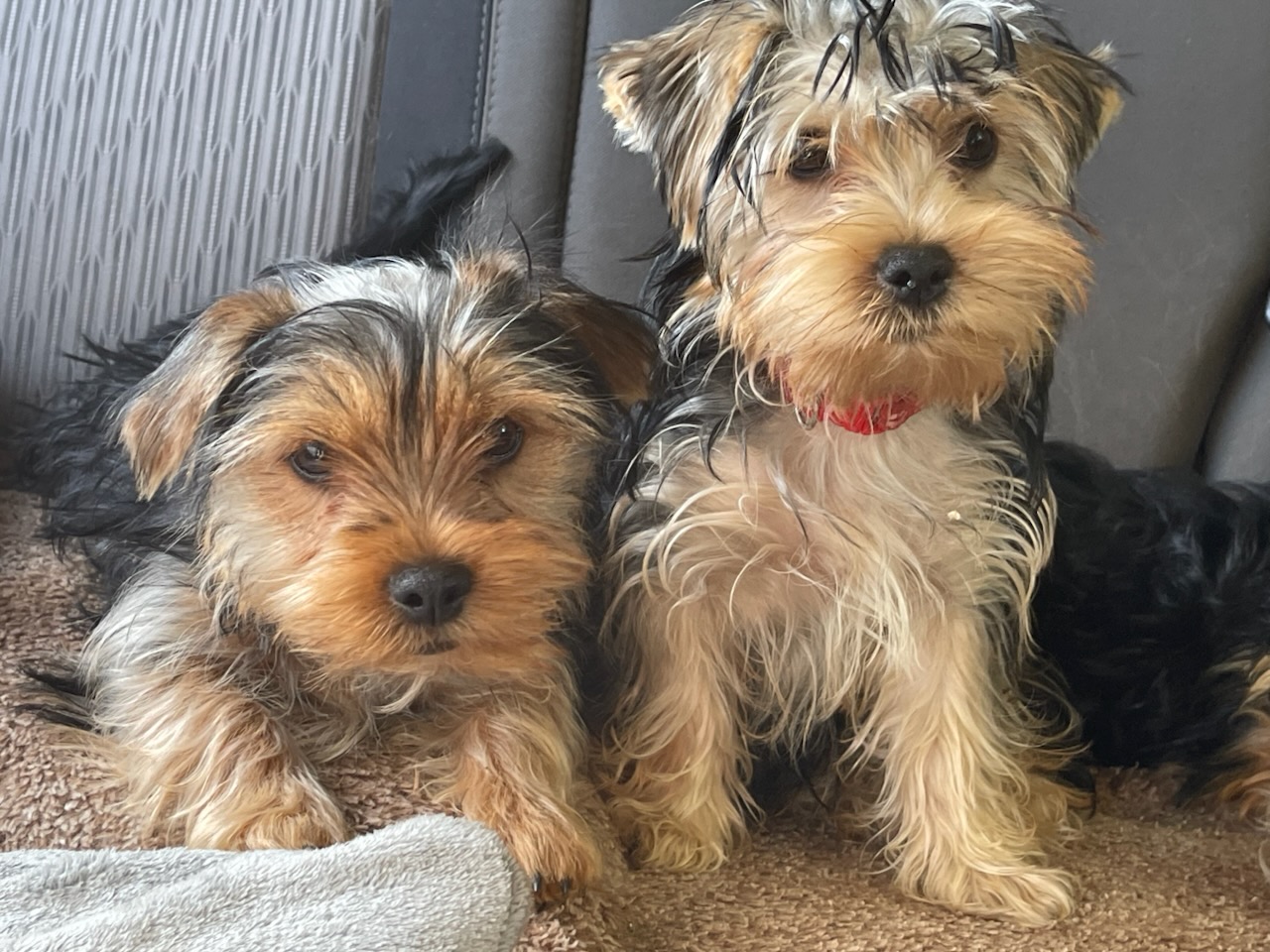 PUREBRED YORKSHIRE TERRIERS