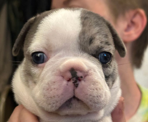 AKC FRENCH BULLDOGS