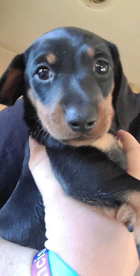 DACHSHUND PUPPIES