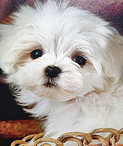 MALTESE & MALTESE MIXED PUPS, MALES & FEMALES
