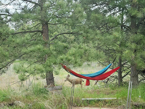 GORGEOUS 11 ACRE PARCEL NEAR AMBER & WILLIAMS LAKES