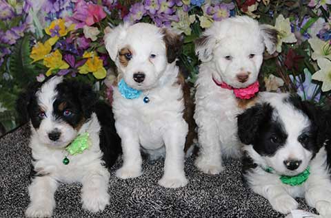 MINIATURE AUSTRALIAN SHEPHERD CROSSED WITH MINIATURE POODLE 