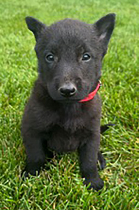 PUREBRED BELGIAN MALINOIS PUPPIES