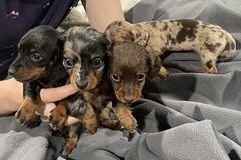 MINI DACHSHUND PUPPIES