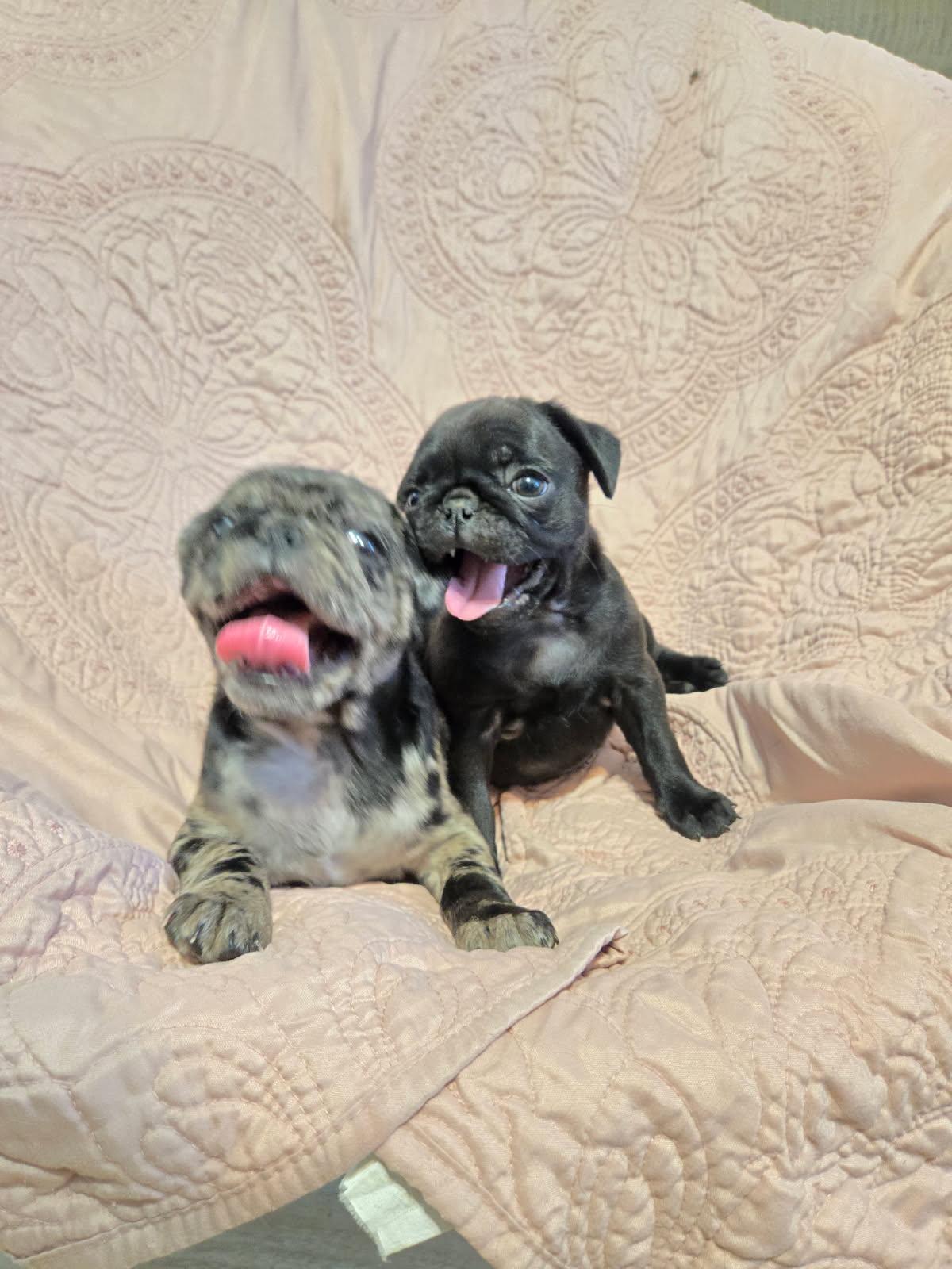 PUG PUPPIES