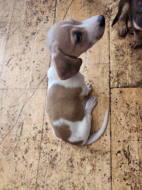 MINIATURE DACHSUND PUPS AKC